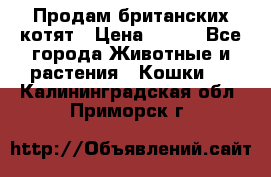 Продам британских котят › Цена ­ 500 - Все города Животные и растения » Кошки   . Калининградская обл.,Приморск г.